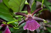 /album/orchideje/dsc0453-zygopetalum-rhein-harlequin-jpg/